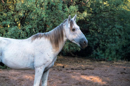 Salt River Wild Horses in Tonto National Forest near Phoenix, Arizona.の写真素材