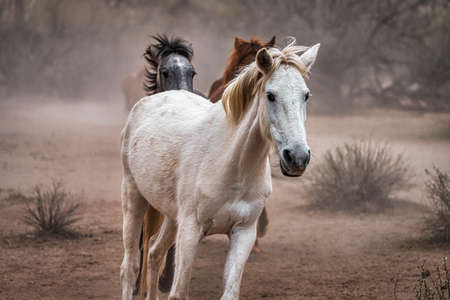 Salt River Wild Horses in Tonto National Forest near Phoenix, Arizona.の写真素材