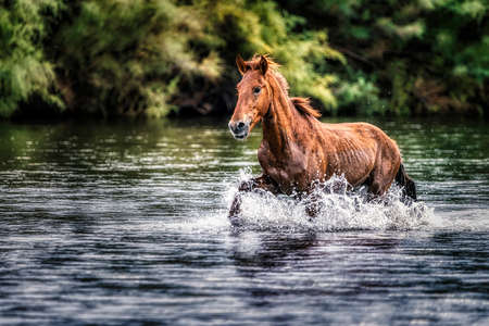 Salt River Wild Horses in Tonto National Forest near Phoenix, Arizona.の写真素材