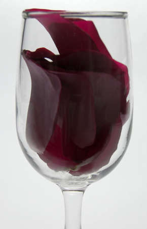 Photo of rose petals inside a champagne glassの写真素材