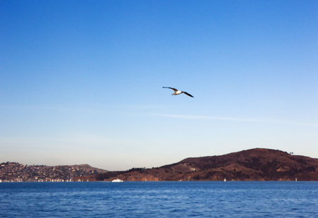 Photo of a seagull flying in the bayの写真素材