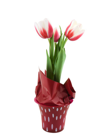 Photo of a tulip plant isolated on whiteの写真素材