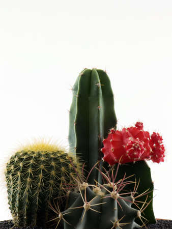 Photo of cactus shot on a white backgroundの写真素材