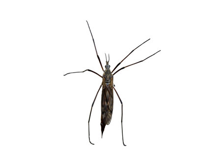 Macro photo of a bug isolated on whiteの写真素材