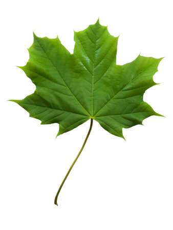 Photo of a maple leaf isolated on whiteの写真素材