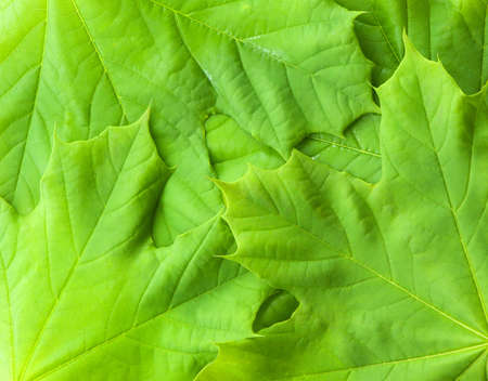 Maple leaf background or texture for designの写真素材