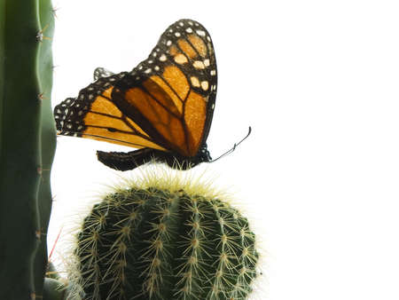 Monarch butterfly over cacti, isolated on whiteの写真素材