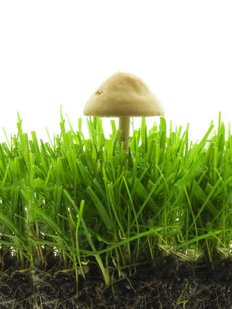Mushroom growing in grass isolated on whiteの写真素材