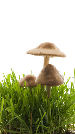 Mushrooms growing in grass isolated on whiteの写真素材