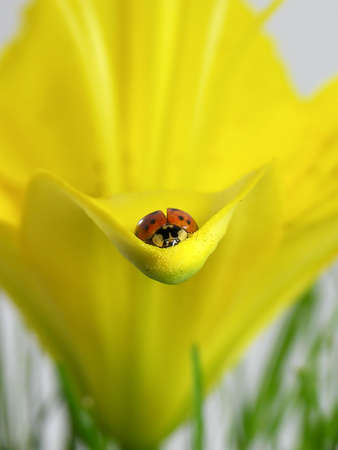 Macro photo of a lady bug on a lily petalの写真素材