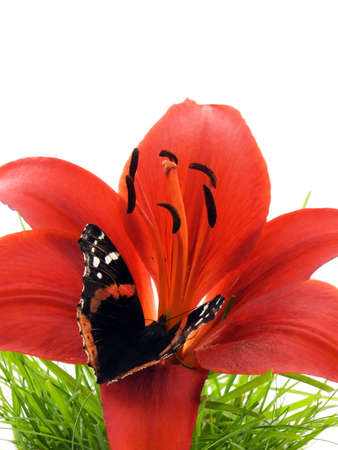 Butterfly on a red lily in grass, isolated on whiteの写真素材