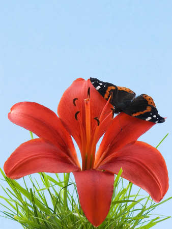 Butterfly on a yellow lily in grass, with a blue backgroundの写真素材