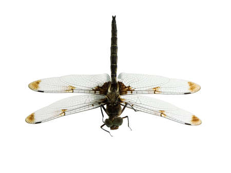Top of a dragronfly isolated on a white backgroundの写真素材