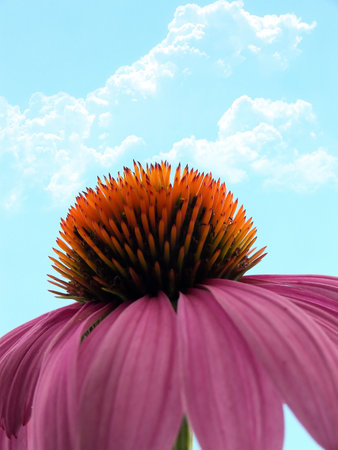 Coneflower macro with cloudy sky backgroundの写真素材