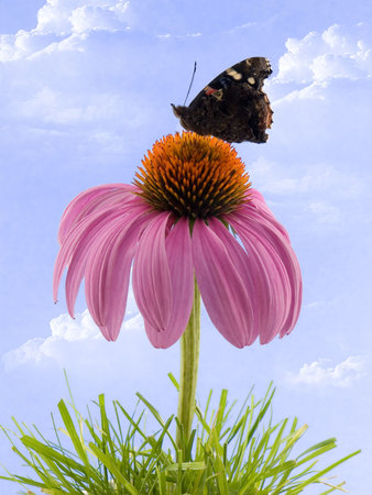 Butterfly on a coneflower in grass with cloudy sky backgroundの写真素材