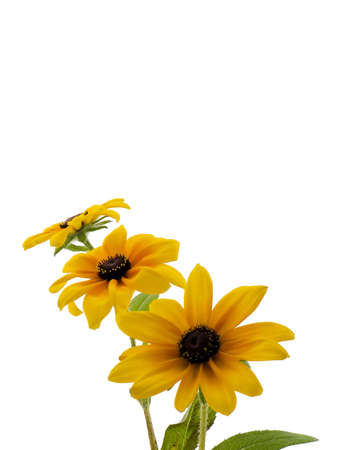 Three black-eyed susans isolated on whiteの写真素材