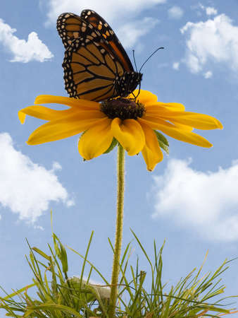 Monarch butterfly on a black-eyed susanの写真素材