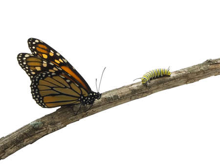 Monarch butterfly and a caterpillar on a twigの写真素材