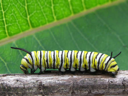 Monarch caterpillar on a branch, close upの写真素材