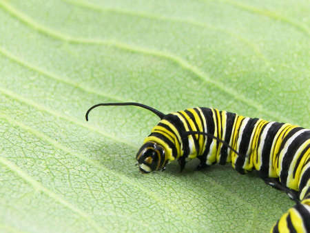 Macro photo of a monarch caterpillar on a leafの写真素材