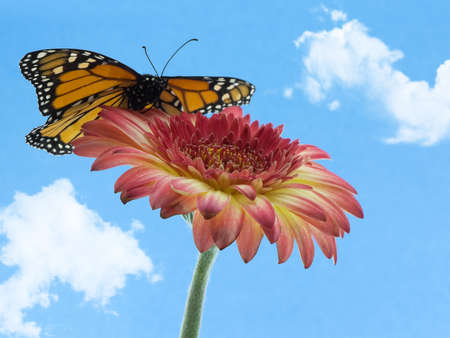Monarch butterfly on a gerbera daisyの写真素材