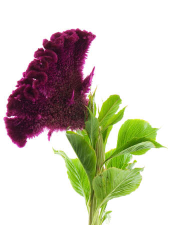 Crested cockscomb flower isolated on whiteの写真素材