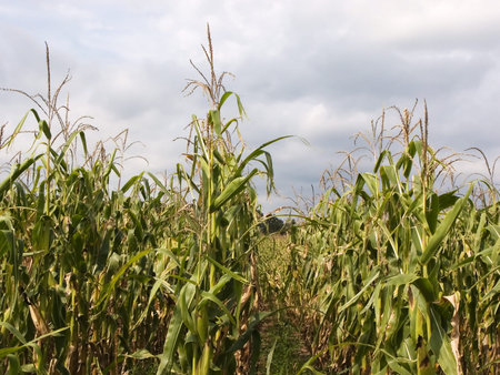 Corn field with a cloudy sky in the background