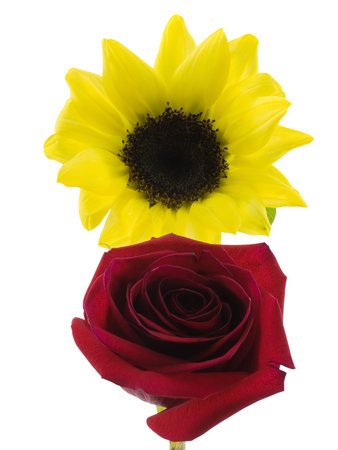 Red rose and yellow sunflower isolated on whiteの写真素材