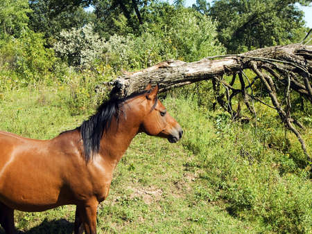 Large brown horse in the wildの写真素材