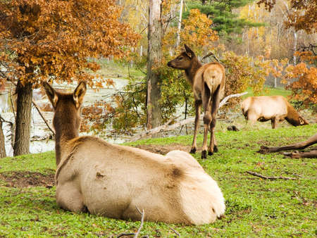 An elk fawn near her mother in the autumn tree'sの写真素材