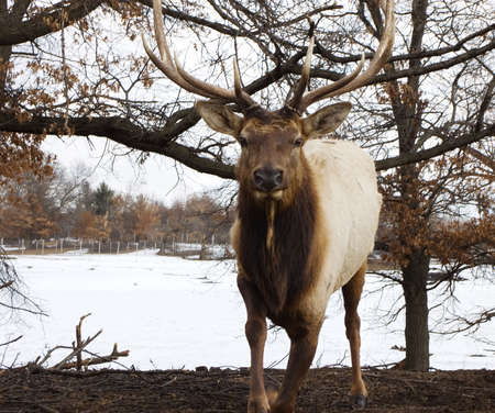 Charging male bull elk in the wildの写真素材