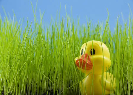 Young duckling in tall grassの写真素材