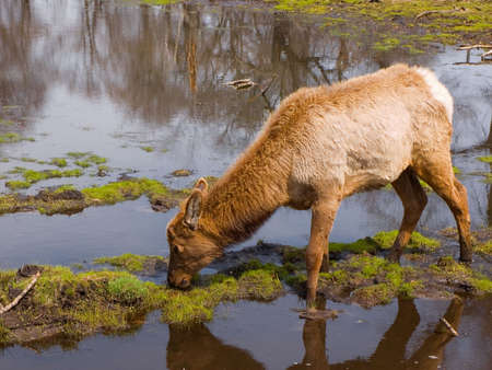 Grazing female elk near a body of waterの写真素材