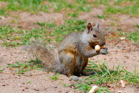 Squirrel eating a peanut with it's handsの写真素材