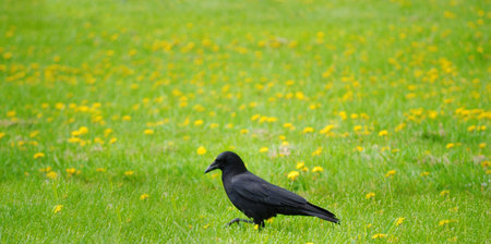 Crow walking in grass full of dandelionsの写真素材