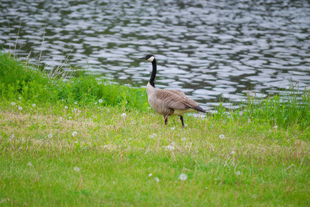 Canadian goose standing near waterの写真素材