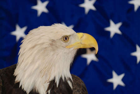American bald eagle close up in front of a USA flagの写真素材