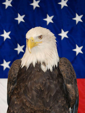 American bald eagle close up in front of a USA flagの写真素材