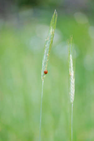 Lady bug on a piece of grassの写真素材