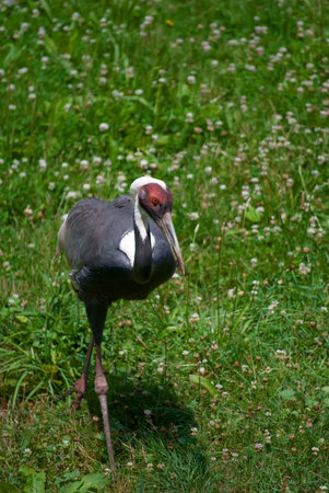 White-naped crane 