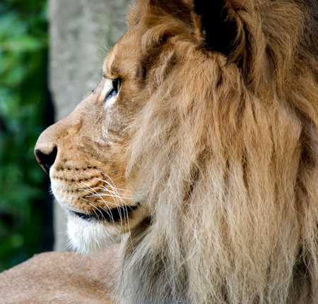 Close up profile photo of a male lionの写真素材