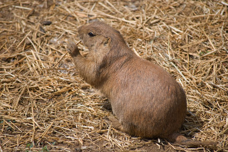 Prairie dog eating