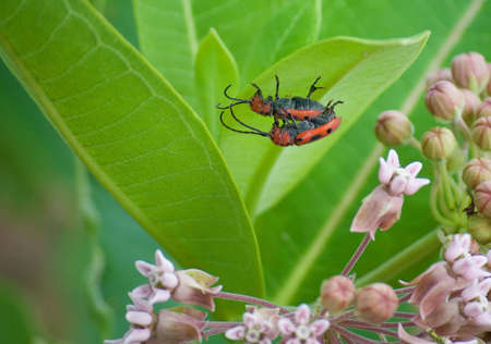 Two mating milkweed bugs closeupの写真素材
