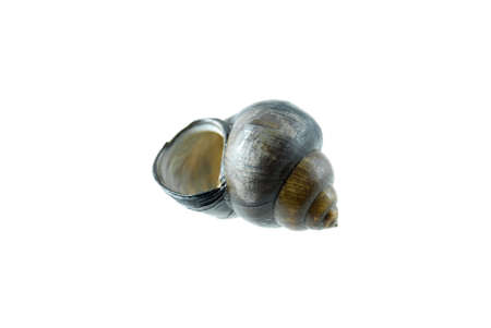 Empty snail shell isolated on a white backgroundの写真素材