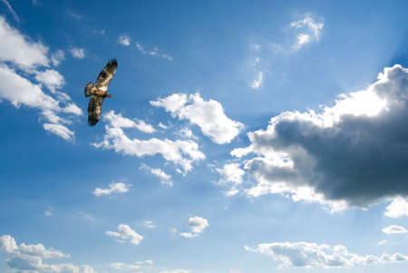 Soaring immature bald eagle の写真素材