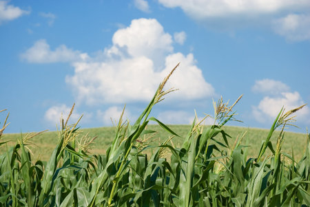 Corn stalks closeup in a corn field with a cloudy blue sky