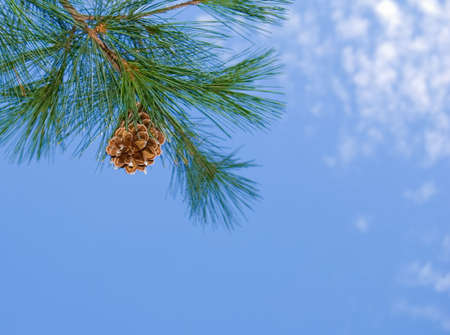 Pine cone hanging from a tree branch with a blue skyの写真素材