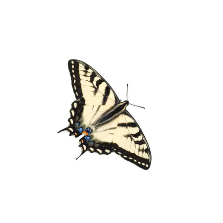 Tiger swallowtail butterfly isolated on whiteの写真素材