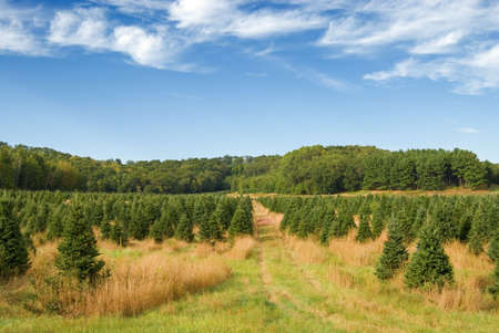 Christmas tree farm full of pine trees in early autumnの写真素材