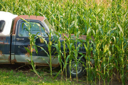 Truck off the road and plowed into a cornfieldの写真素材